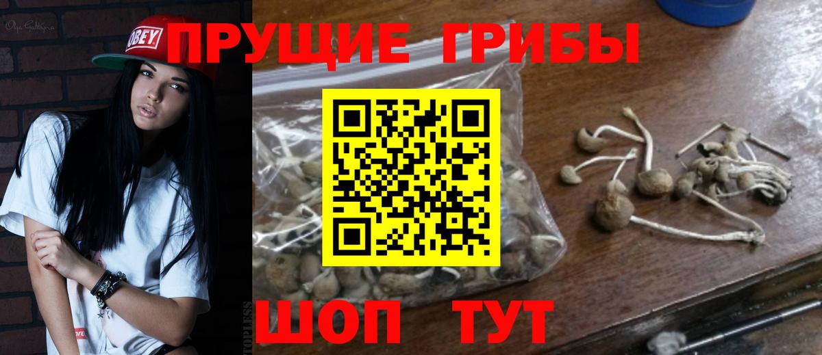 Псилоцибиновые грибы Cubensis  Галлюциногенные грибы мицелий  как найти   Вязники  Вход с VPN 